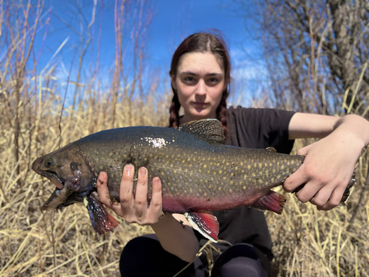 Brook Trout