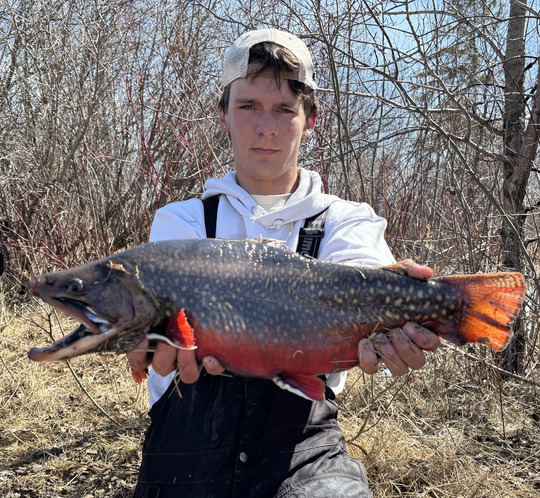 Brook Trout