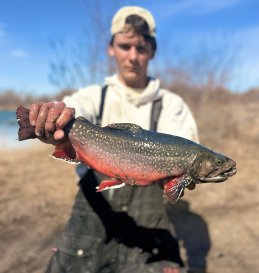 Brook Trout