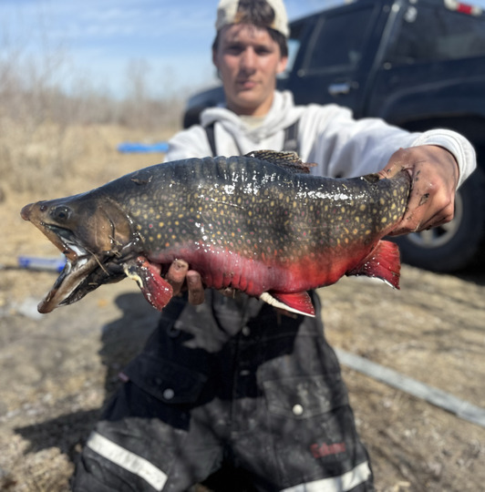Brook Trout