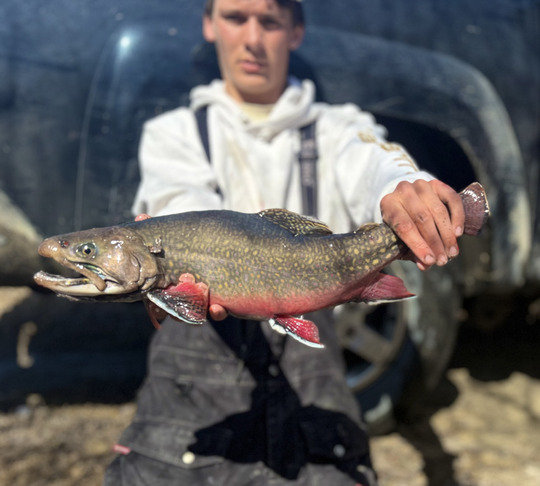 Brook Trout