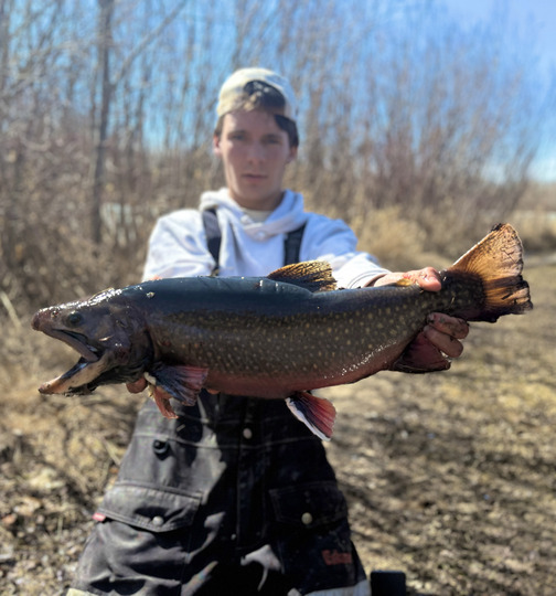 Brook Trout