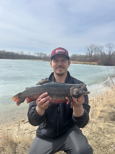 Brook Trout