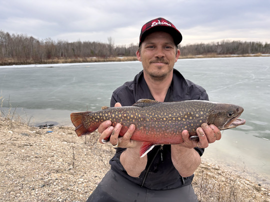 Brook Trout
