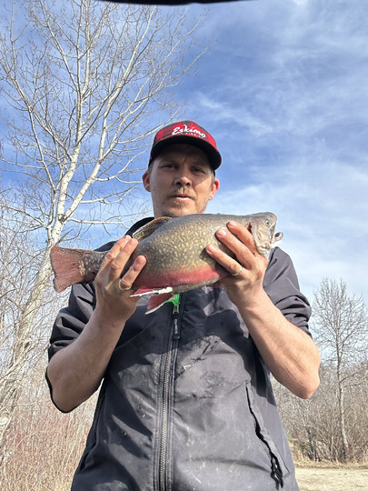 Brook Trout