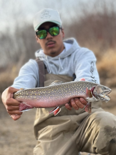 Brook Trout