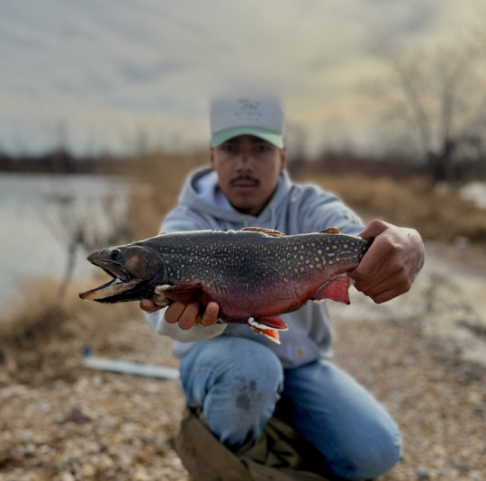 Brook Trout