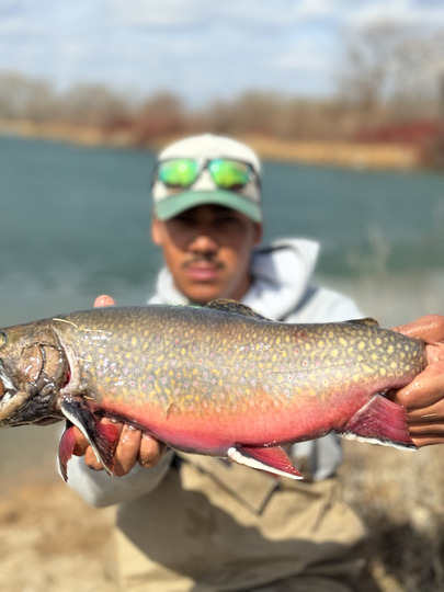 Brook Trout