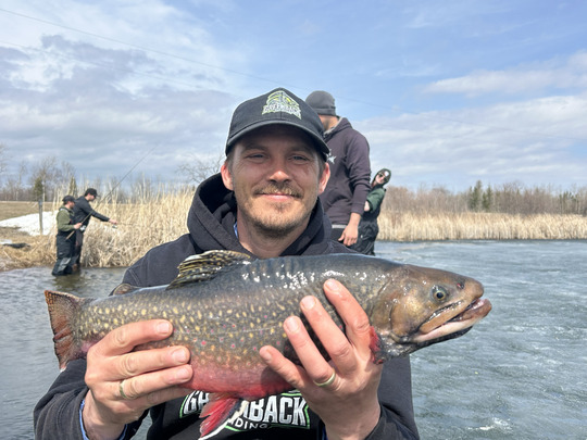 Brook Trout