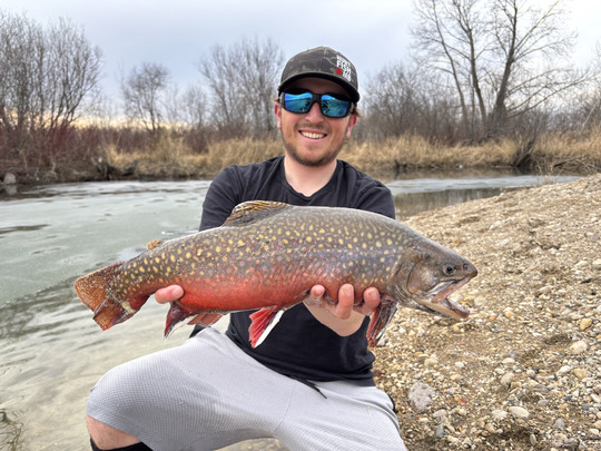 Brook Trout