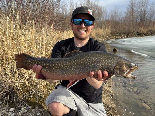Brook Trout