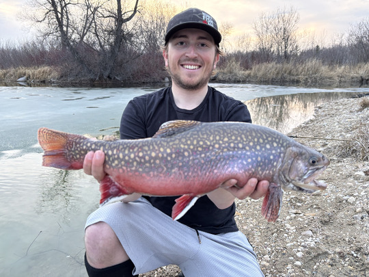 Brook Trout