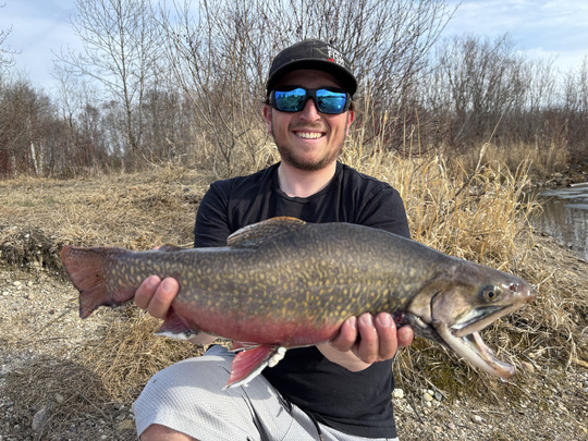 Brook Trout