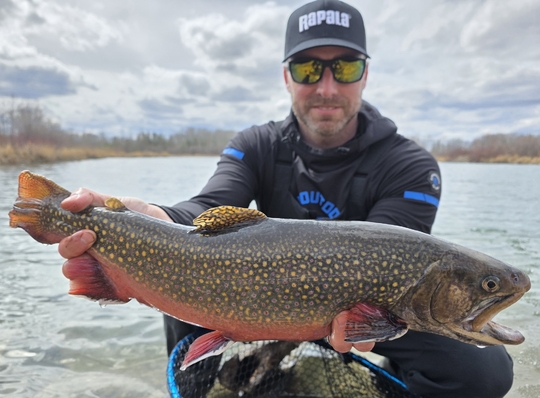 Brook Trout