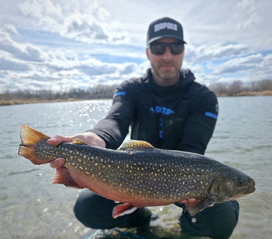 Brook Trout