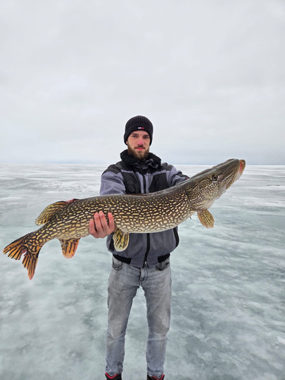 Northern Pike