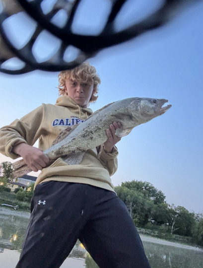 Walleye