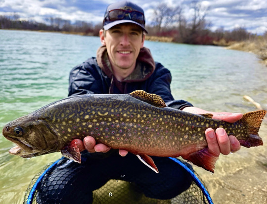 Brook Trout