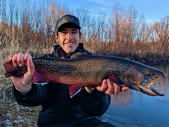 Brook Trout