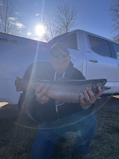 Brook Trout