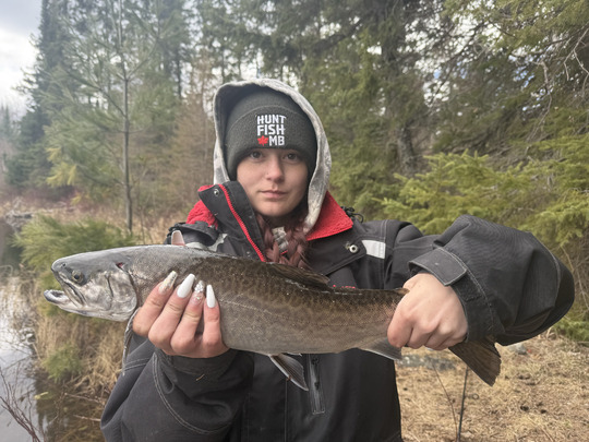 Tiger Trout