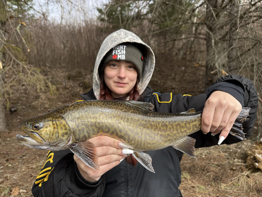Tiger Trout