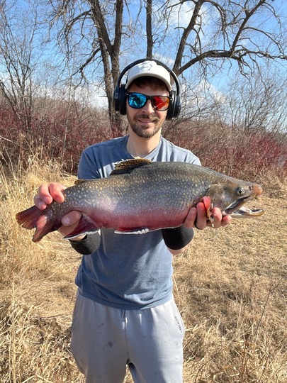 Brook Trout