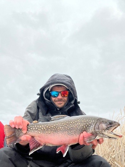 Brook Trout