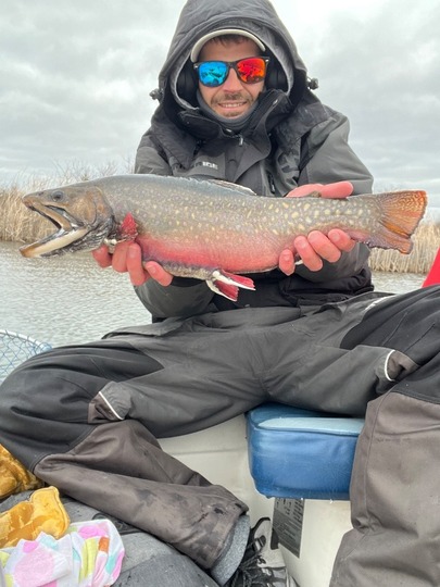 Brook Trout