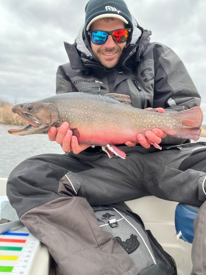 Brook Trout