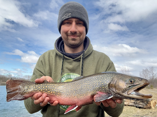 Brook Trout