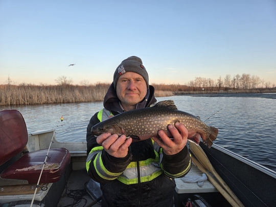 Brook Trout
