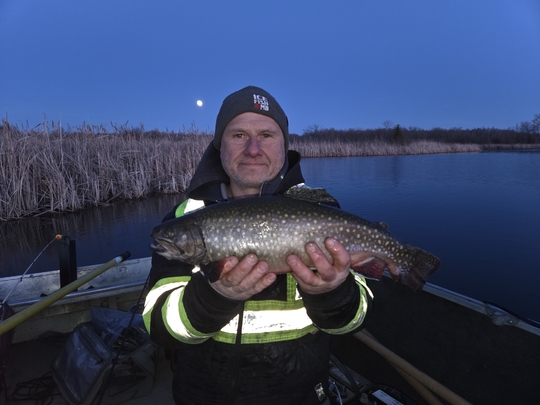 Brook Trout