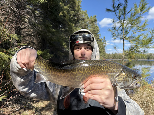 Tiger Trout