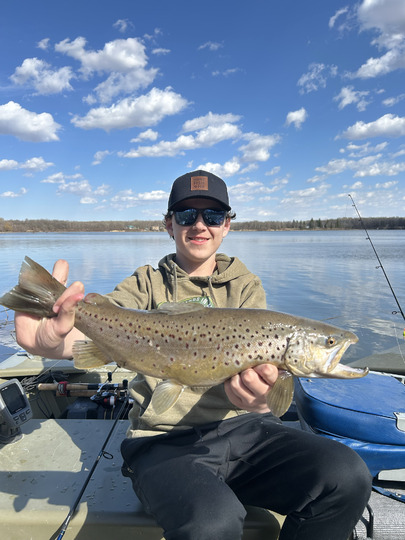 Brown Trout