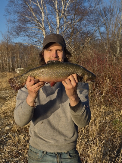 Brook Trout