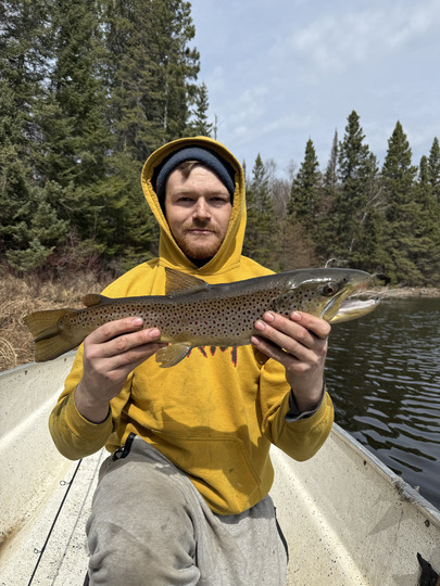 Brown Trout