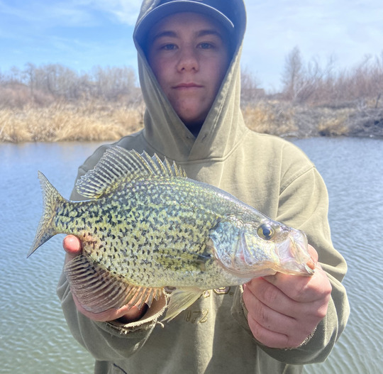 Black Crappie