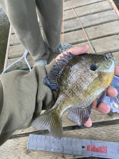 Sunfish