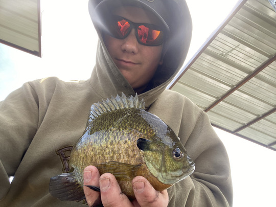 Sunfish