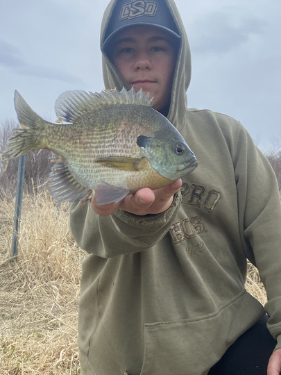 Sunfish