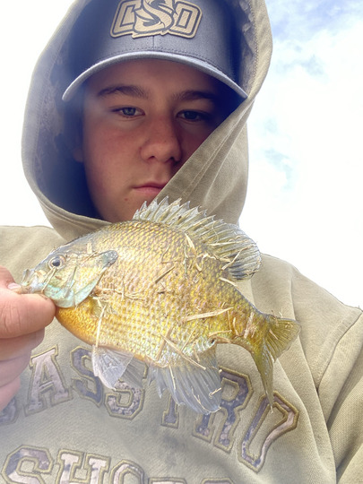 Sunfish