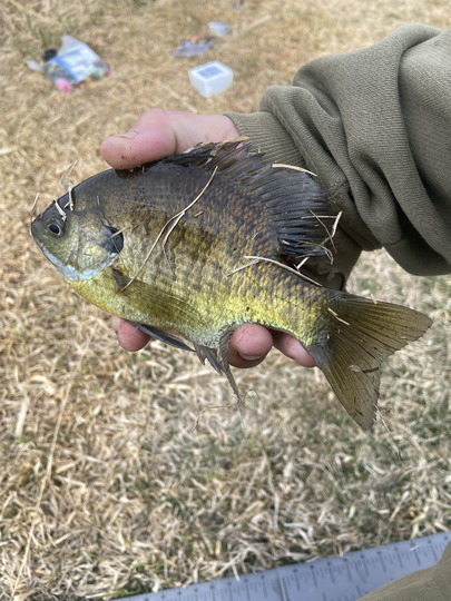 Sunfish