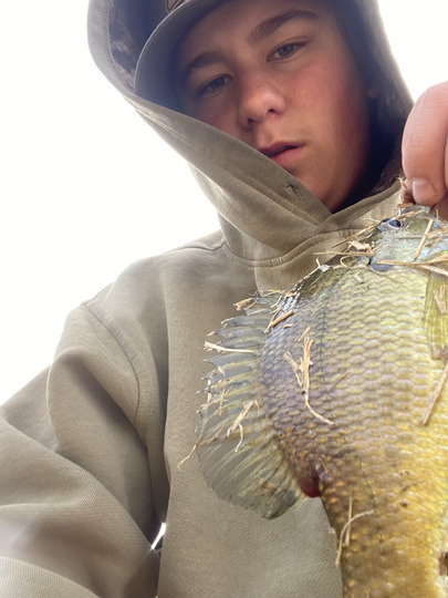 Sunfish