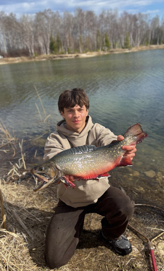 Brook Trout