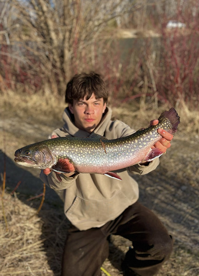 Brook Trout
