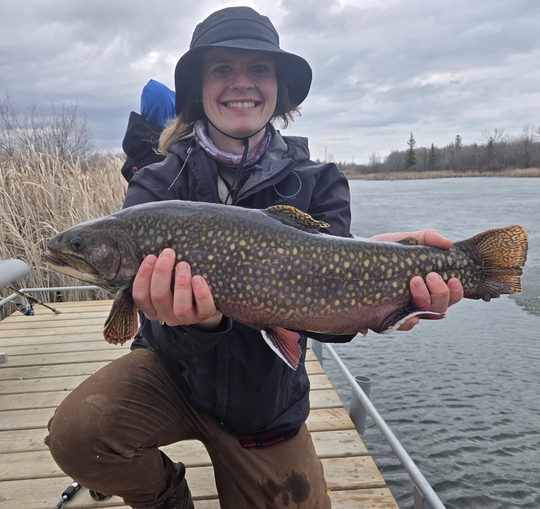 Brook Trout
