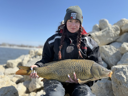 Common Carp