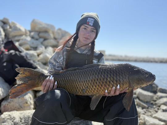 Common Carp