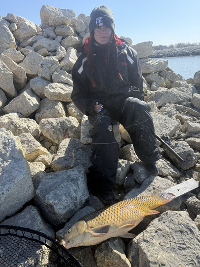 Common Carp